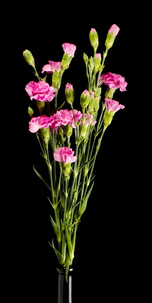 Koyu arka plan üzerinde karanfil çiçek buketi — Stok fotoğraf