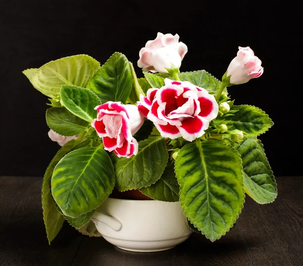 Fotos de Gloxinia, Imagens de Gloxinia sem royalties | Depositphotos