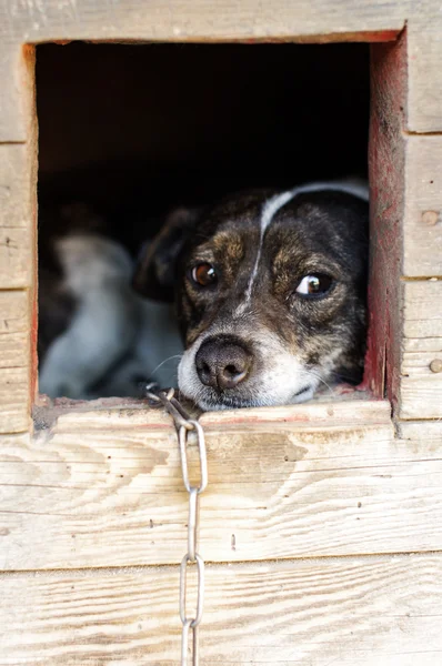 stock image Alert guard dog