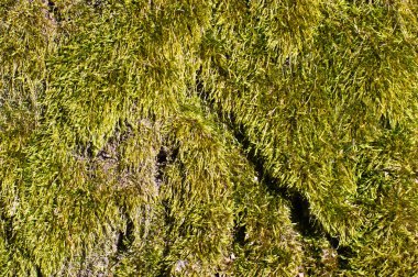 Moss yüzey dokusunu soyut yatay yönlendirme