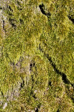 Moss yüzey dokusunu soyut dikey yönlendirme