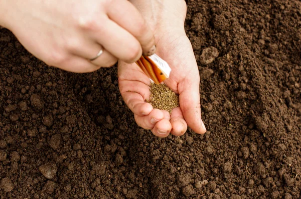 Sowing organic carrots — Stock Photo, Image