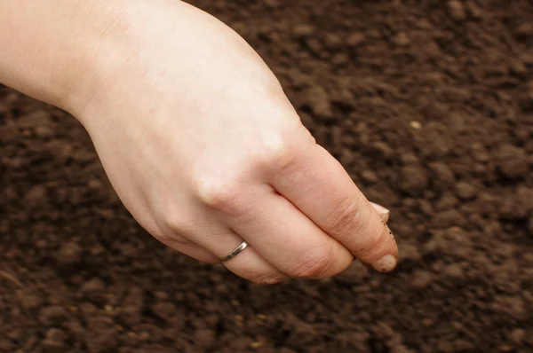 Environmentally friendly concept sowing organic seeds — Stock Photo, Image