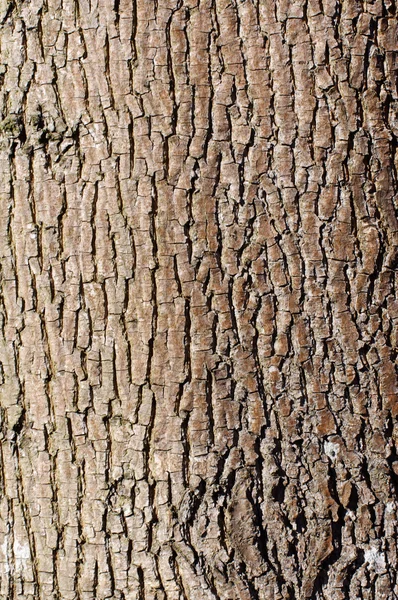 Brown tree bark texture in portrait orientation — Stock Photo, Image
