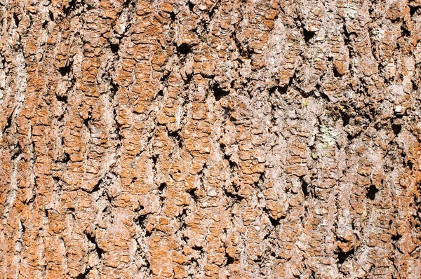 Red brown tree bark horizontal — Stock Photo, Image
