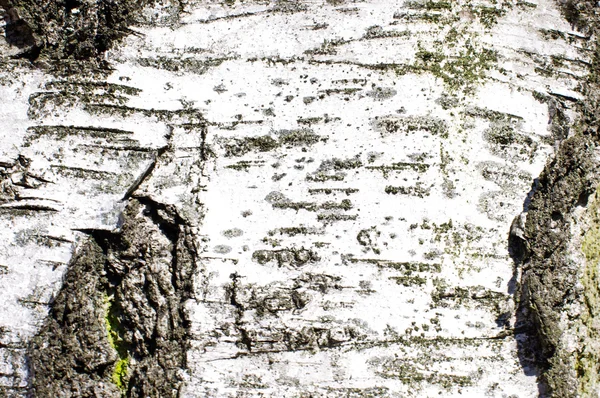 Cracked birch bark surface texture — Stock Photo, Image