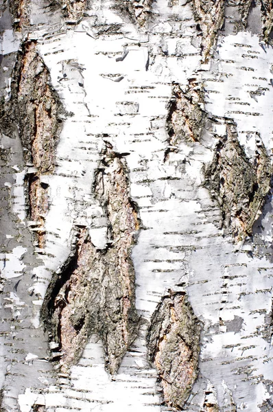 Birch bark texture abstract — Stock Photo, Image