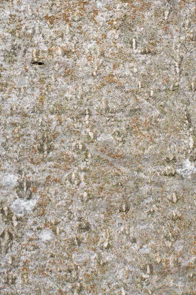 Молодая гладкая кора кленового дерева — стоковое фото