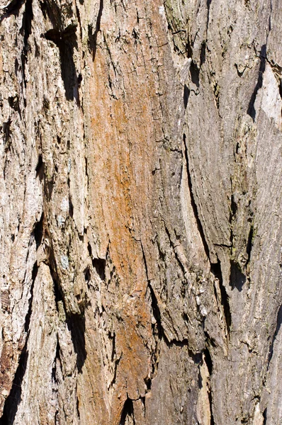 Thuja stem surface texture abstract — Stock Photo, Image