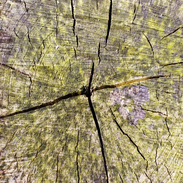 Stump felülnézet fa texture — Stock Fotó