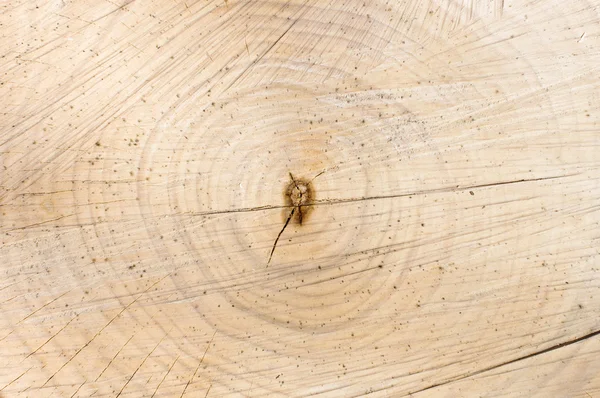 Tree growth rings in the wood texture — Stock Photo, Image