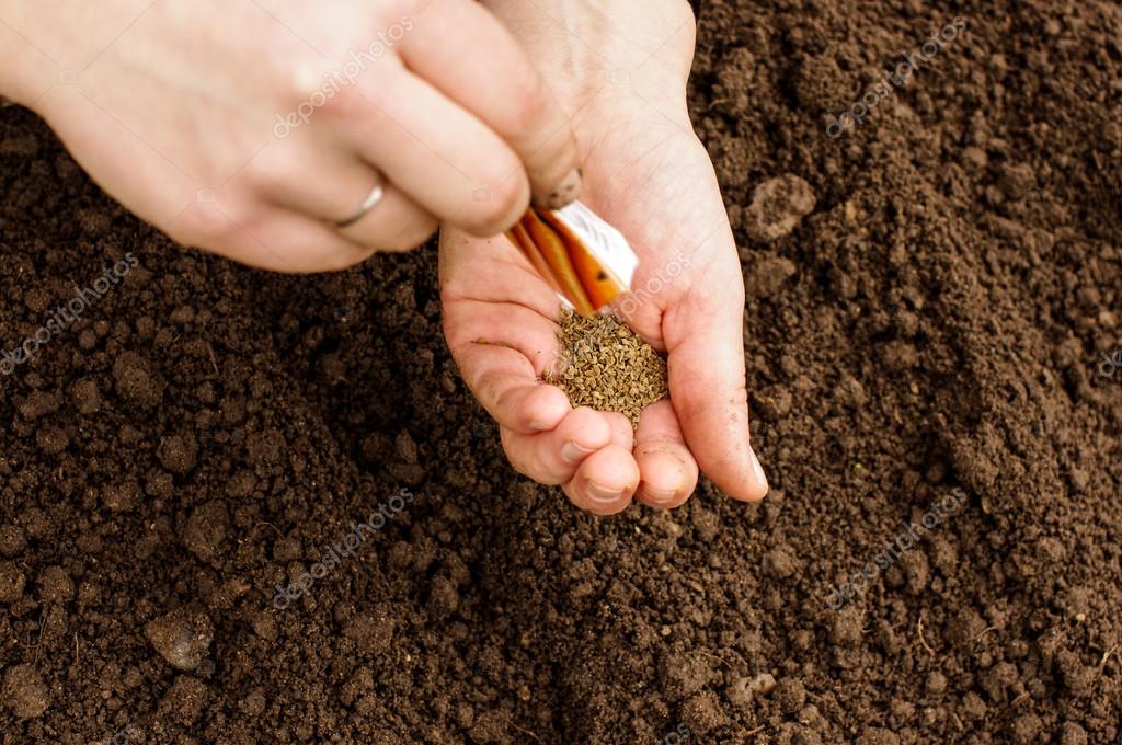 Посев в грунт. Подзимний посев. Посев семян под. Подзимний посев петрушки. Посев цветов под зиму.