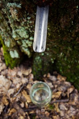 Baharda damlayan huş ağacı sap