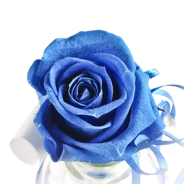 Rosa azzurra fioritura — Foto Stock