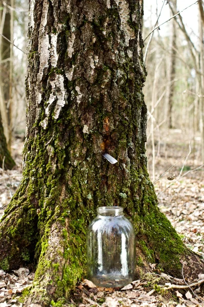 Récolte de la sève de bouleau — Photo