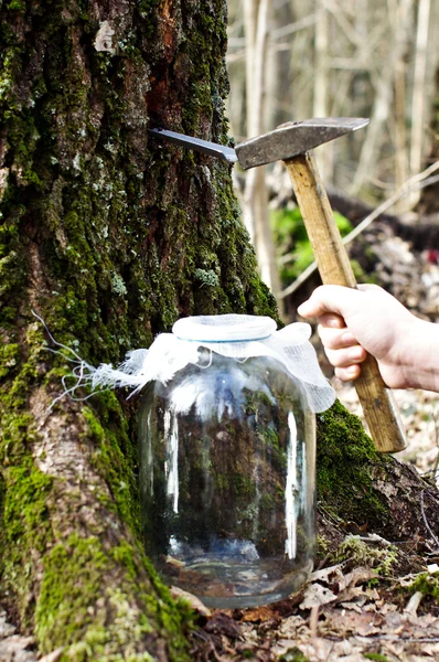 Verzamelen voorjaar birch sap in het forest — Stockfoto