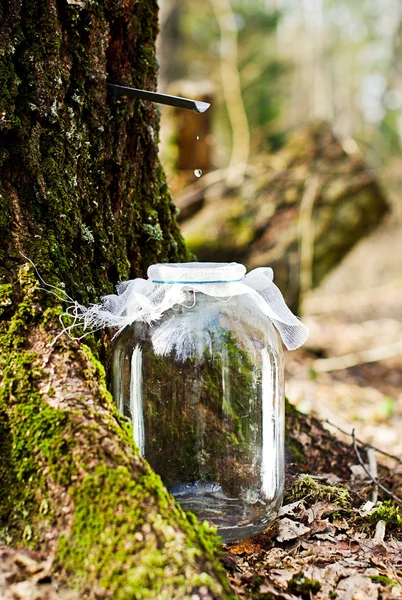 Birch sap druipen in de pot Stockfoto