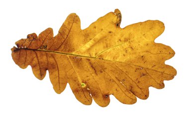 Beyaz arka plan üzerinde izole kahverengi meşe sonbahar yaprak