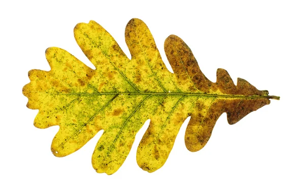 Autumn oak leaf isolated — Stock Photo, Image