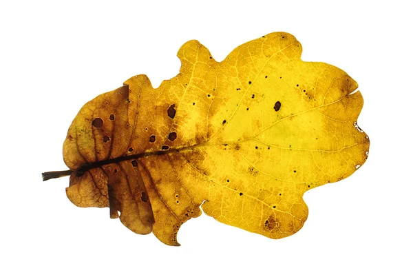 Feuille de chêne jaune brunâtre isolée sur le fond blanc — Photo