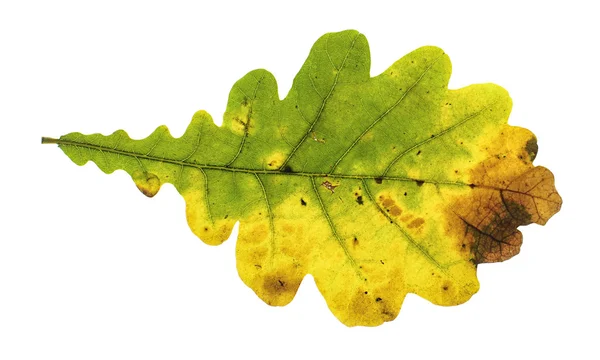 Colorful autumn oak leaf isolated — Stock Photo, Image