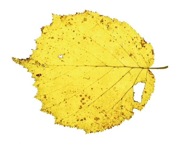 Yellow linden leaf isolated on the white background — Stock Photo, Image