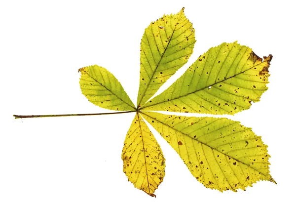 Colourful autumn chestnut leaf isolated on the white background — Stock Photo, Image