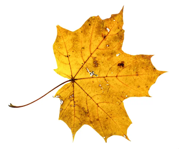 Brown autumn maple leaf isolated — Stock Photo, Image