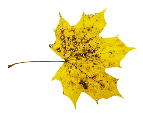 Желтый пятнистый кленовый лист выделен на белом фоне — стоковое фото