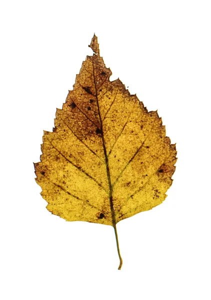 Foglia di betulla marrone autunno isolato — Foto Stock