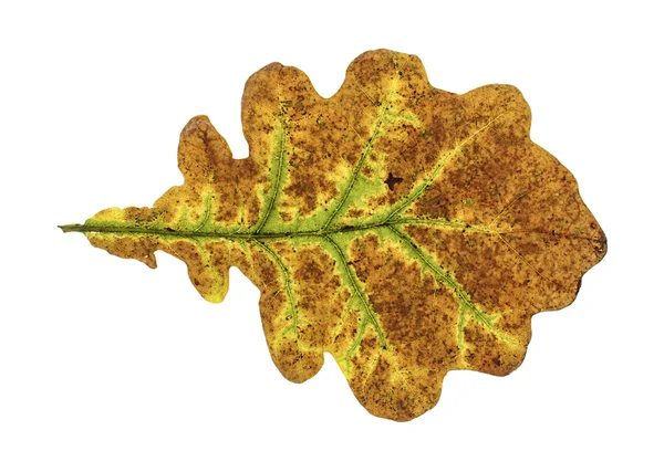 Colorful oak autumn leaf isolated on the white background — Stock Photo, Image