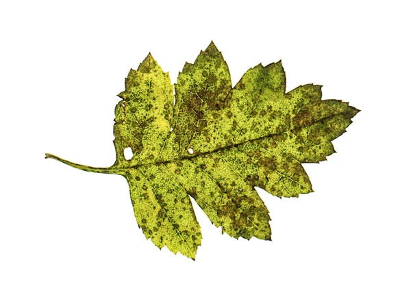 Green hawthorn leaf isolated on the white background — Stock Photo, Image