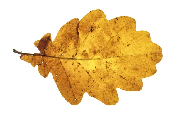 Brown oak autumn leaf isolated on the white background — Stock Photo, Image