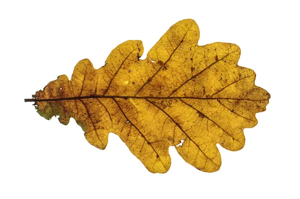 Brązowy dąb jesień liść na białym tle na białym tle — Zdjęcie stockowe