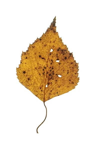 Brown autumn birch leaf isolated — Stock Photo, Image