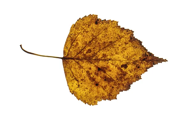 Brown autumn birch leaf isolated — Stock Photo, Image