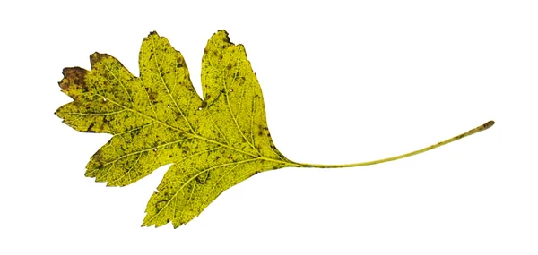 Green hawthorn leaf isolated on the white background — Stock Photo, Image
