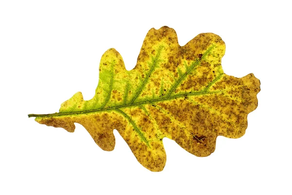 Цветной осенний дубовый лист изолирован — стоковое фото