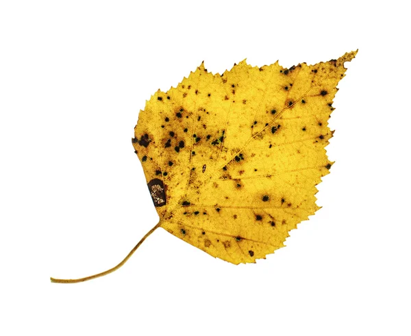 Spotty yellow birch leaf on the white background — Stock Photo, Image