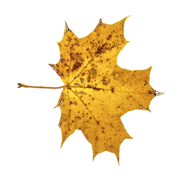 Brown autumn maple leaf isolated — Stock Photo, Image