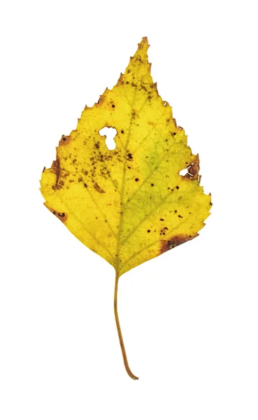 Yellow birch tree leaf — Stock Photo, Image