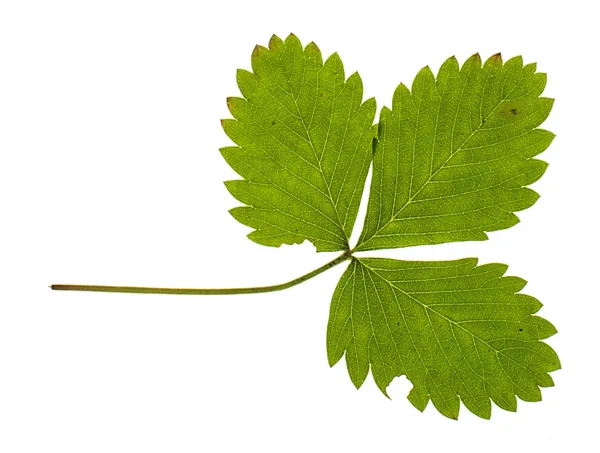 Organic strawberry leaf isolated on the white background — Stock Photo, Image