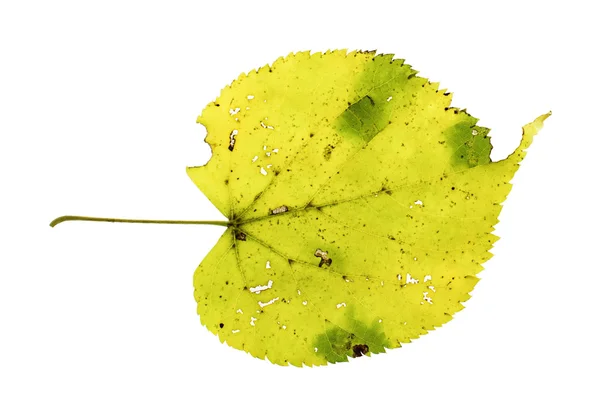 Желтый зеленый лист липы изолированы на белом фоне — стоковое фото