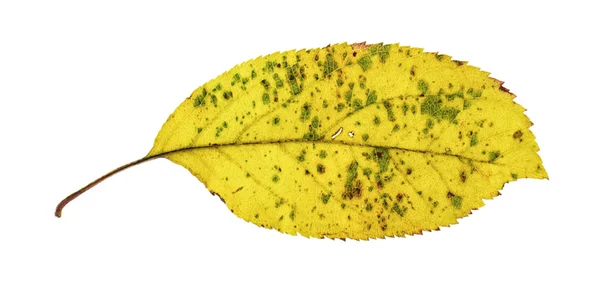 Yellow alder leaf isolated on the white background — Stock Photo, Image