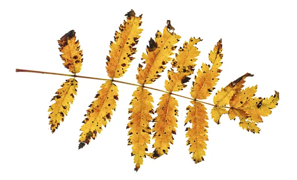 Осенний лист рябины изолирован на белом фоне — стоковое фото
