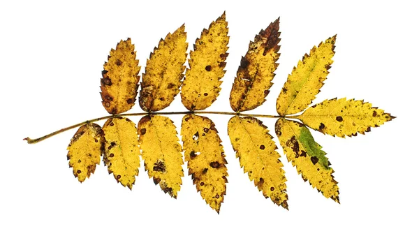 Orange rowan leaf isolated — Stock Photo, Image