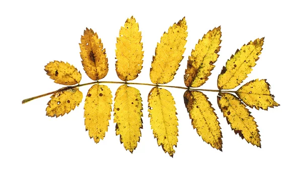 Yellow autumn rowan leaf isolated on the white background — Stock Photo, Image