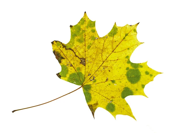 Yellow spotty autumn maple leaf isolated on the white background — Stock Photo, Image