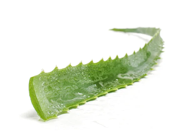 Juicy aloe leaf isolated on the white background — Stock Photo, Image