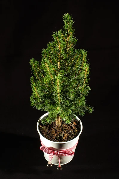 Miniature fir tree in the flowerpot isolated — Stock Photo, Image